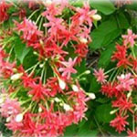 Rangoon Creeper (Quisqualis indica) is a vine that that can reach from 2.5 metres to up to 8 metres. With its clusters of red flowers it is a popular climber for ornamental gardens.