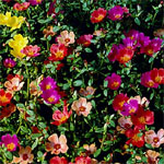 Purslane (Portulaca oleracea) may reach 40 cm in height and as  ground cover can create a humid microclimate for nearby plants, providing them with water and nutrients.