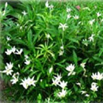 Star-of-Bethlehem (Ornithogalum umbellatum) excels in semi-shade and shaded gardens. Its white flowers, from which its common name derives, grow in clusters which, with its green stems, make for pretty ground cover.