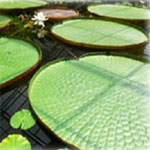 A classic for water gardens, Victoria lilies can grow up to 3m across and can survive in water 7m deep.