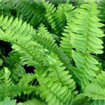 The Boston Fern (Nephrolepis exaltata) is native to tropical regions throughout the world. Also known as the Sword Fern, or Fishbone fern. It is a versatile and popular ground cover.