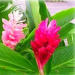 Alpinia grows in clusters and consists of long stems and large leaves. A.purpurata, or red ginger, has bright red bracts that largely cover it's hidden white flowers.