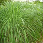 Cymbopogon (lemongrass) is a tall perennial grass. Common names include lemon grass, lemongrass, barbed wire grass, silky heads, citronella grass. It is good as a mosquito repellent when used correctly.