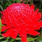 Native to Malaysia. Torch ginger thrives in full to partial shade and is grown for its vibrant colours and use as a food stuff.