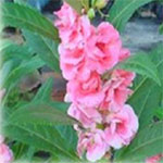With colourful flowers, this scrub can grow up to 75cm tall and provides colours to greenery. Used in Asian medicines.