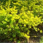 Stunning plant that has yellow leaves and purple flowers, in the autumn develops golden berries.