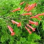 A low-growing shrub, distinctive for its long, drooping clusters of red tubular flowers. Generally grows well in dry and wet conditions.