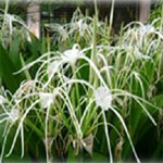 Spider lilies (Hymenocallis littoralis) ranges in height from 60-70cm. Does well in sunlight and semi-shade and blooms from mid-summer to late autumn with white flowers. Very fragrant.