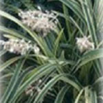 Provides excellent ground cover and flowers with white flowers, Mondo grass grows well in full sun or partial shade and has leaves about 30cm long.