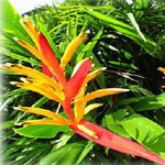Common names for the Heliconia plant include lobster-claws, wild plantains or false bird-of-paradise. The height range for the Heliconia from 0.5m to nearly 4.5 meters (1.5–15 feet) tall depending on the species
