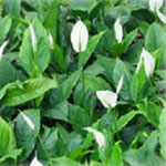 Spathiphyllum is a genus of flowering plants in the family Araceae. They are evergreen perennial plants, with large leaves. They are suited to semi-shade.