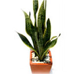 Sansevieria trifasciata is an evergreen herbaceous perennial plant. Its stiff leaves grow vertically and are dark green with light gray-green cross-banding.
