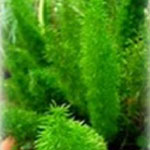 The foxtail fern is also known as the asparagus fern, an evergreen drought resistant plant that needs little care and looks bright green all year long.