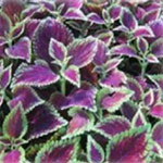Coleus cultivars of the southeast Asian species Solenostemon scutellarioides are incredibly attractive due to their colorful variegated leaves, typically with sharp contrast between the colours.
