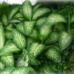 Dieffenbachia is a tropical flowering plant of the family Araceae noted for their patterned leaves. Species in this genus are popular as houseplants because of their tolerance of shade. The common name, 