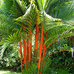 The Lipstick Palm (a.k.a Red Sealing Wax Palm) is a stunningly attractive feathery palm with a vivid red smooth trunk. It is an extremely popular addition within holiday resorts and hotel garden landscapes simply for it's great colour and and height, growing to around 6m.