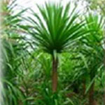 Growing to 2m Dracaena (Dracaena loureiri gagnep) is a popular plant for use near walls where it's sharp, spearhead leaves help break up backdrops. Very resistant to pests, soil conditions and low water levels.