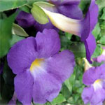 Bush Clock Vine (Thunbergia erecta) generally flowers throughout the year but is most colourful in the summer and autumn. Ideal as a hedge plant, free standing or in large pots. Once established should require little care.