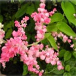 Coral Vine (Antigonon leptopus) is a fast growing climbing vine that is able to reach 6 metres or more in length and produces pink or white flowers.