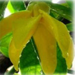 Ylang Ylang (Artabotrys odoratissimus) is a climber that is a member of the custard-apple family. Grows to 2-3.5m, its flowers give a strong scent.