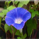 Deep Rose, also known of as Morning Glory (Ipomoea nil), is an attractive ornamental vine that grows well up trellis' and arches.