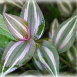 Wandering Jew (Tradescantia zebrina) has attractive zebra-patterned leaves. Does well in full sun and shade gardens.