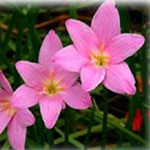Zephyranthes, also known as the pink rain lily, originate from the Caribbean. Reaching to 15-20 cm in height they generally bloom after rain.
