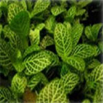 Fittonia, a type of Acanthaceae and commonly called Nerve Plant, is a short plant with lush green leaves with accented veins of white to deep pink. Likes shaded, wet gardens.