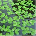 An important food resource for many fish and birds, Duckweed (Lemna minor) is a floating freshwater plant that thrives in ponds and slow-moving water.