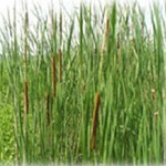 Also known as Cattails, the bulrush (Typha) is a classic water plant that grows in wet mud and shallow water.