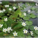 A generic name for a range of plants of the Nymphoide genus, Water Snowflakes sprinkle delicate white flowers across the surface of ponds. Their interleaved leaves provide good cover for fish.
