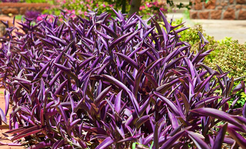 purple heart tradescantia pallida