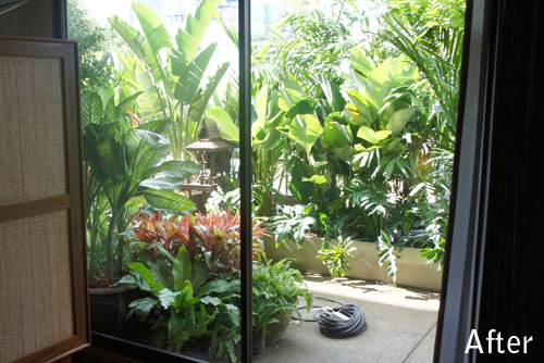 tropical plants balcony thailand