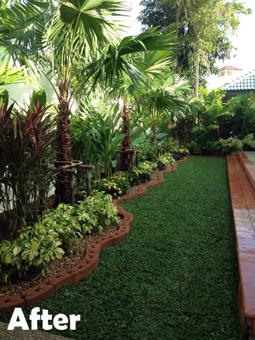 thailand garden palms