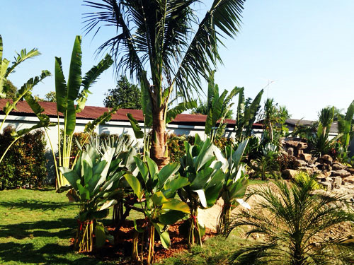 tropical thai garden landscaping