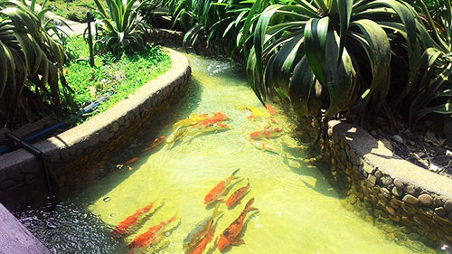 fish pond bangkok