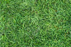 manila-grass - Thai Garden Design