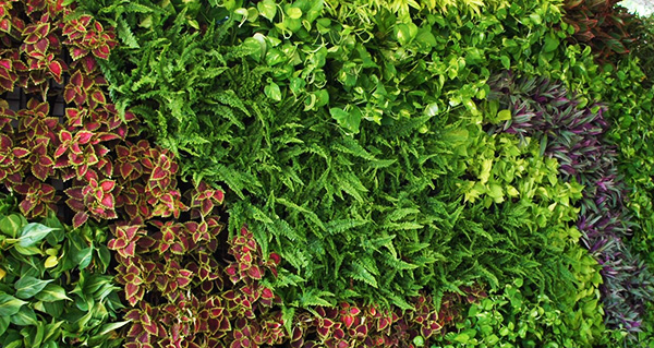 green wall gardens in thailand