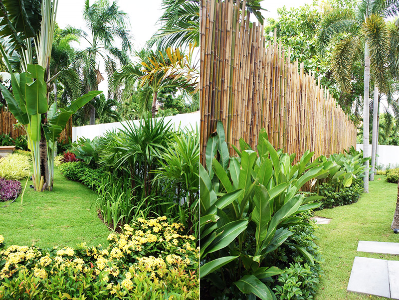 bamboo privacy tropical landscape - Thai Garden Design