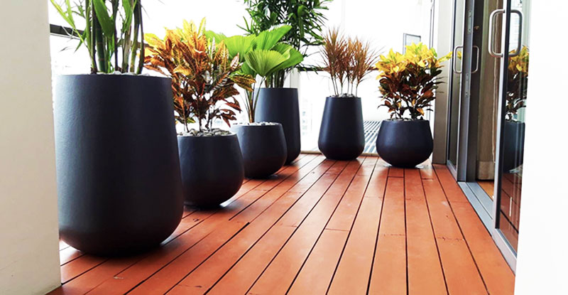 garden plant pots bangkok