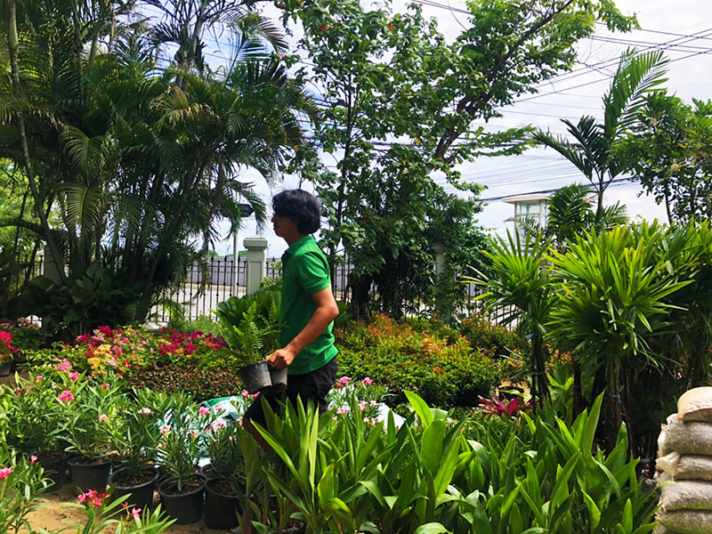 tropical planting in thailand