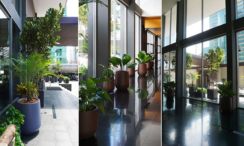 indoor plants thailand bangkok