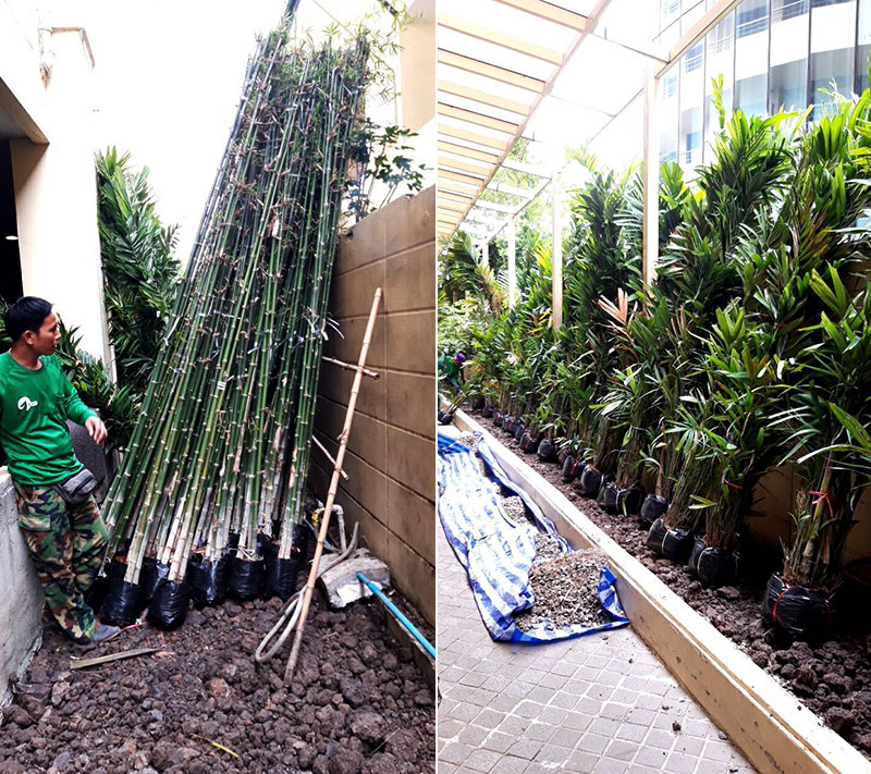 thailand tropical plant designer