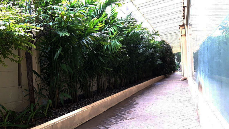 bangkok plant designer