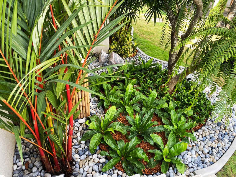 fern garden in thailand