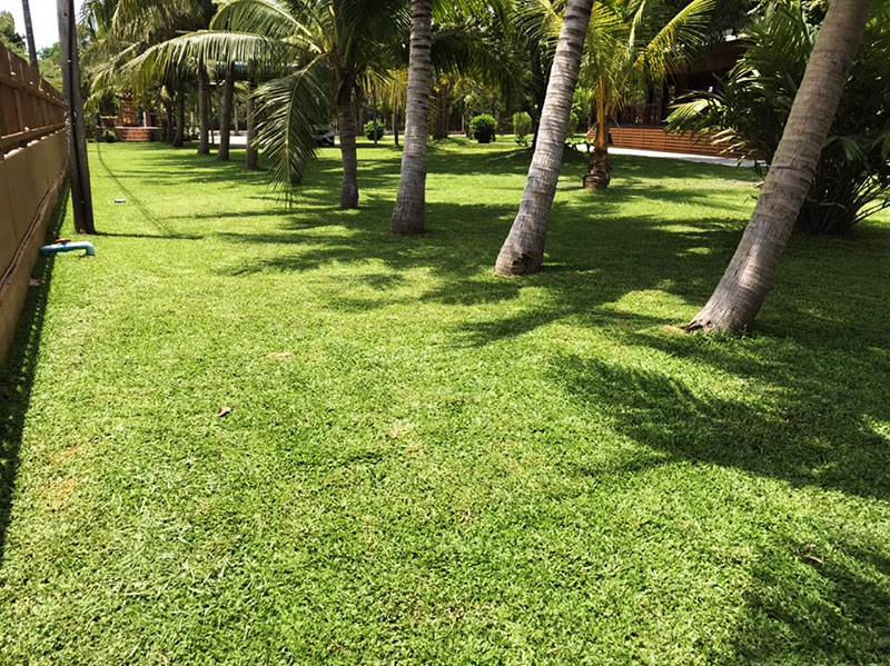 lawn company hua hin thailand