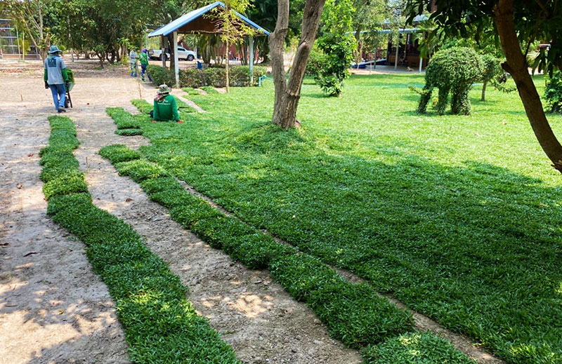 tropical grass company thailand