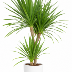Dracaena Loureiri - Dragon Tree