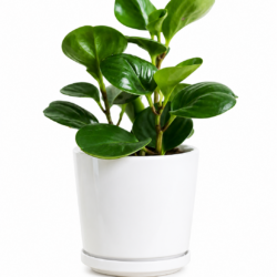 Peperomia Obtusifolia