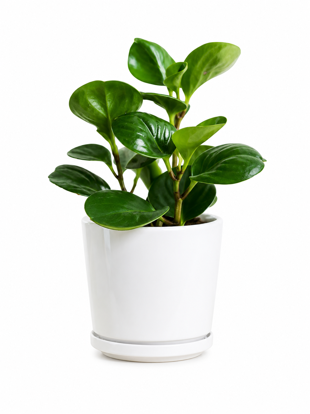 Peperomia Obtusifolia